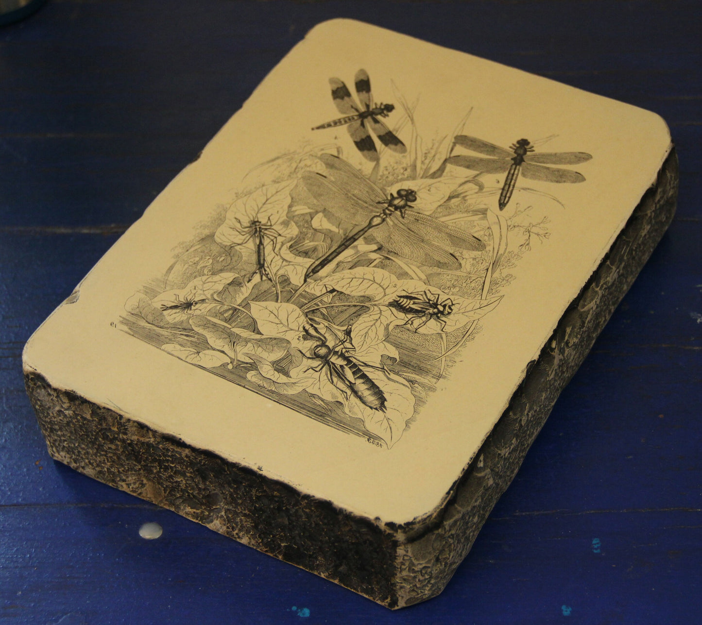 Lithographiestein, Lithostein "Libelle, Libellen"