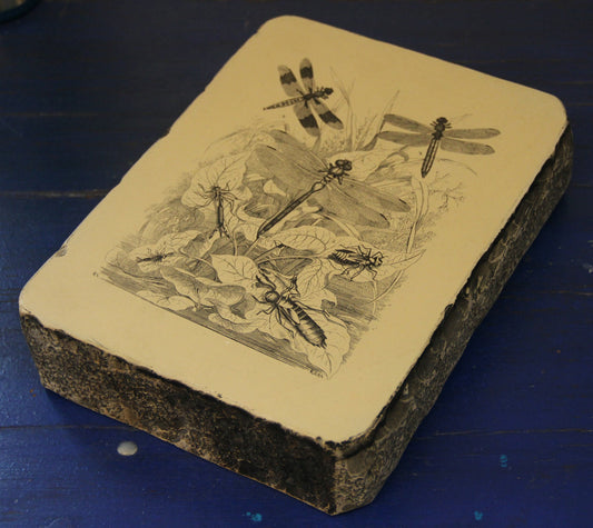 Lithographiestein, Lithostein "Libelle, Libellen"