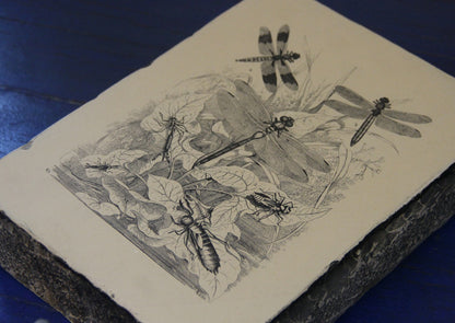 Lithographiestein, Lithostein "Libelle, Libellen"