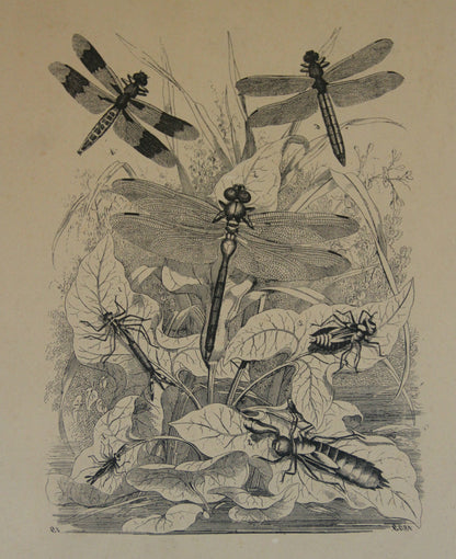Lithographiestein, Lithostein "Libelle, Libellen"
