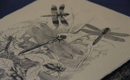 Lithographiestein, Lithostein "Libelle, Libellen"