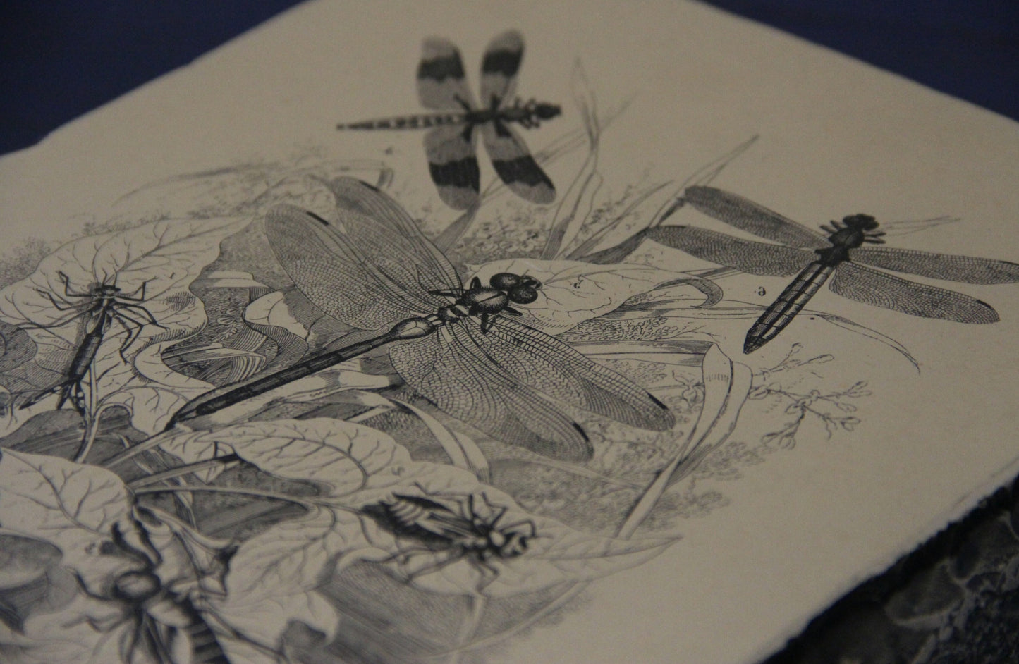 Lithographiestein, Lithostein "Libelle, Libellen"