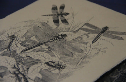 Lithographiestein, Lithostein "Libelle, Libellen"